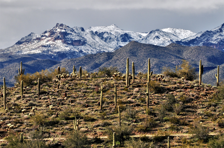 snow-capped mtns